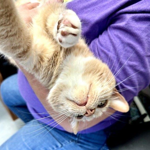 Enlarge Binks, a ADOPTABLE Domestic Short Hair in Duluth, GA image 3/6