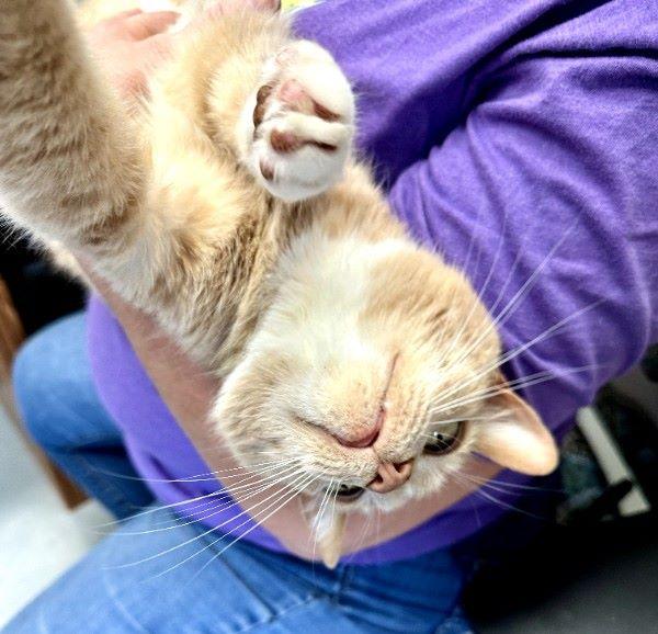 Enlarge Binks, a ADOPTABLE Domestic Short Hair in Duluth, GA image 1/6