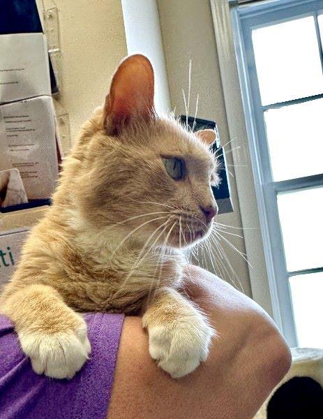 Enlarge Binks, a ADOPTABLE Domestic Short Hair in Duluth, GA image 2/6