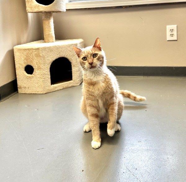 Enlarge Binks, a ADOPTABLE Domestic Short Hair in Duluth, GA image 5/6