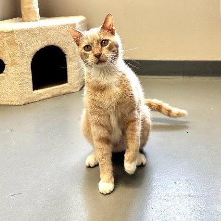 Enlarge Binks, a ADOPTABLE Domestic Short Hair in Duluth, GA image 1/6