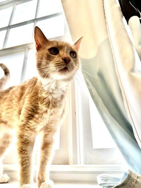 Enlarge Binks, a ADOPTABLE Domestic Short Hair in Duluth, GA image 3/6