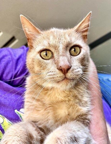 Enlarge Binks, a ADOPTABLE Domestic Short Hair in Duluth, GA image 6/6