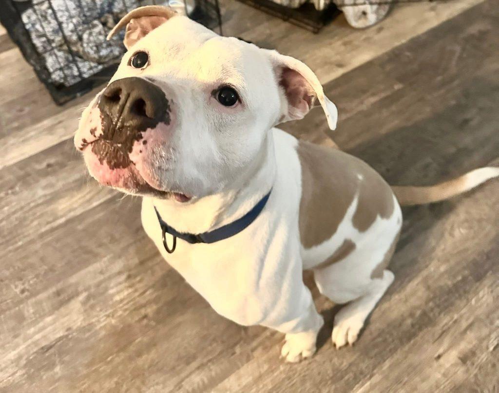 Enlarge Ralphie (4 Years Old), a ADOPTABLE Pit Bull Terrier in Albany, NY image 2/2