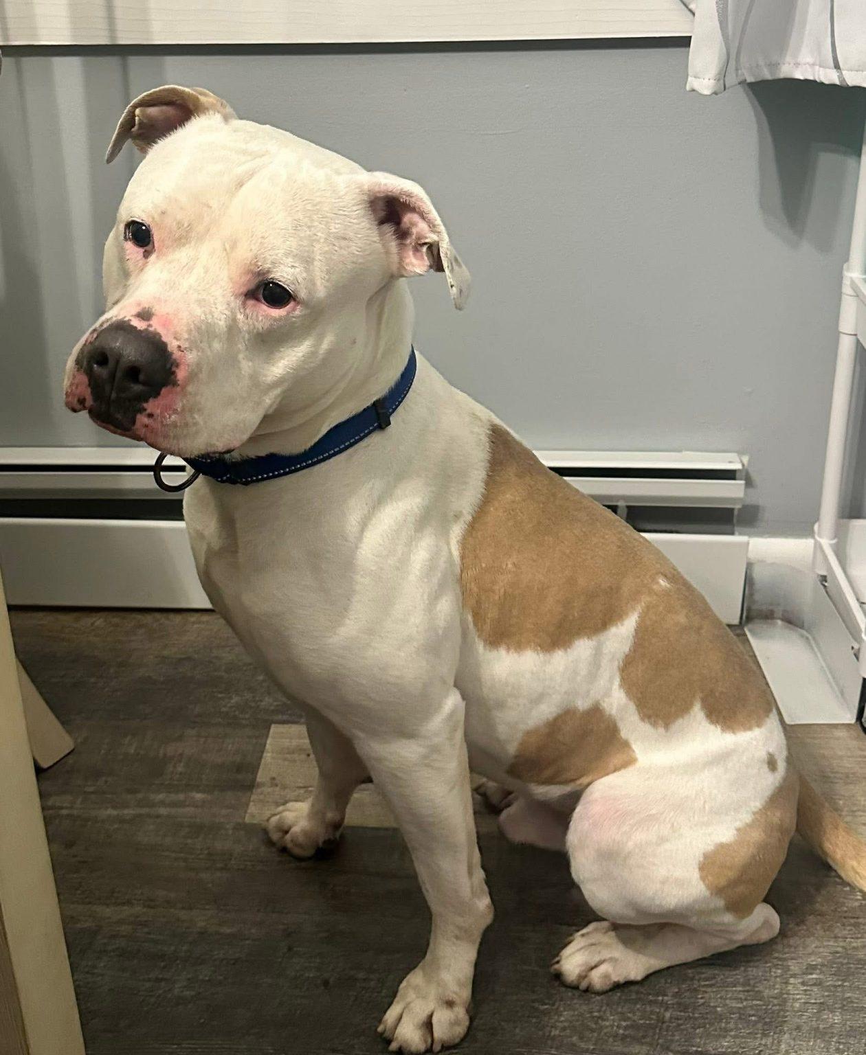 Enlarge Ralphie (4 Years Old), a ADOPTABLE Pit Bull Terrier in Albany, NY image 1/2