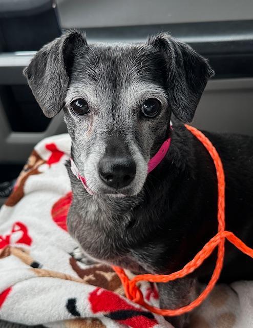 Jasmine  -  Las Vegas, Adoptable, Senior Female Dachshund & Chihuahua.
