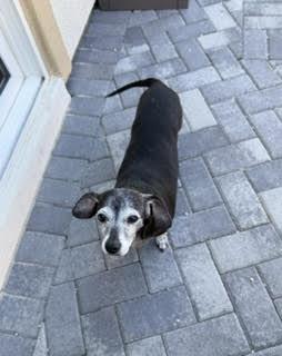 Jasmine - Las Vegas, a Adoptable Dachshund in Los Angeles, CA image 2/3
