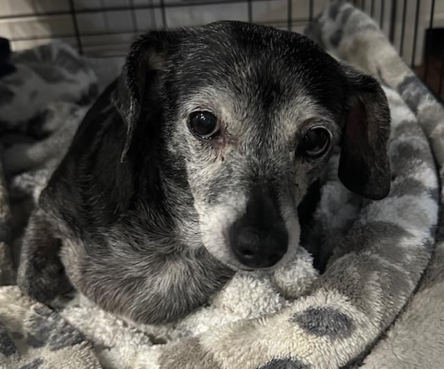 Enlarge Jasmine  -  Las Vegas, a Adoptable mixed breed in Los Angeles, CA image 2/3