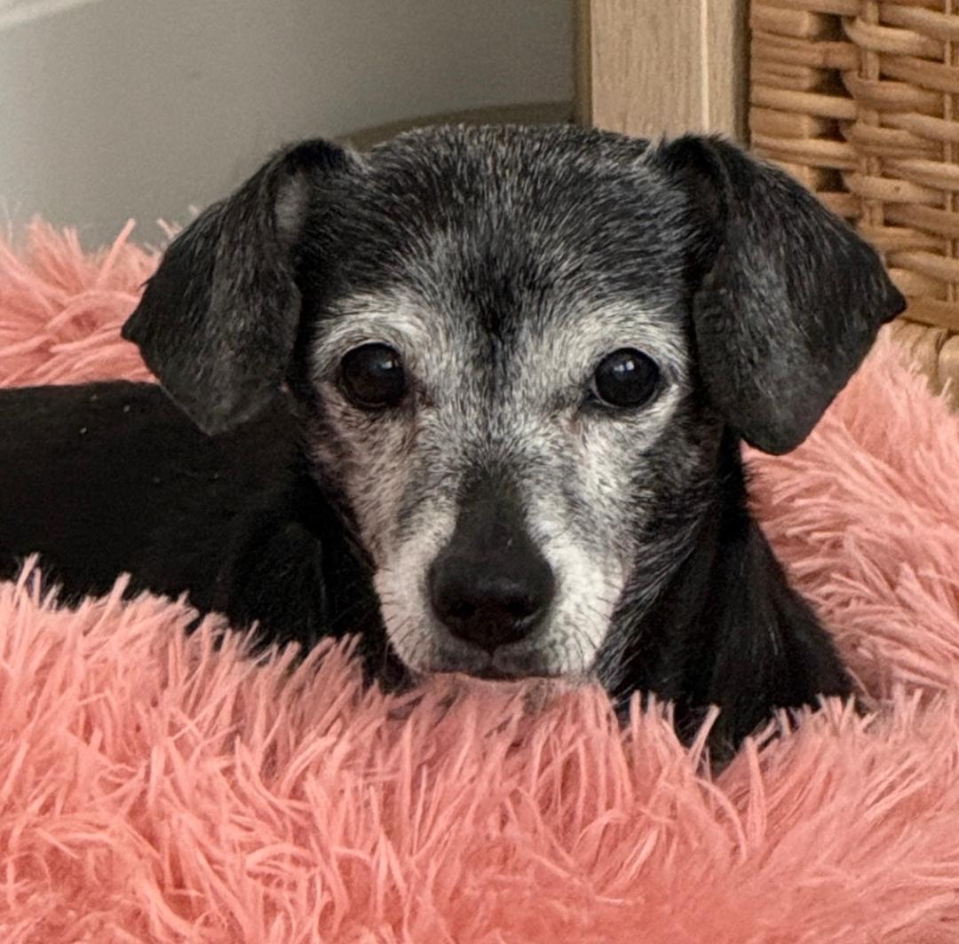 Enlarge Jasmine  -  Las Vegas, a Adoptable mixed breed in Los Angeles, CA image 2/3