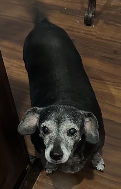 Enlarge Jasmine  -  Las Vegas, a Adoptable mixed breed in Los Angeles, CA image 3/3