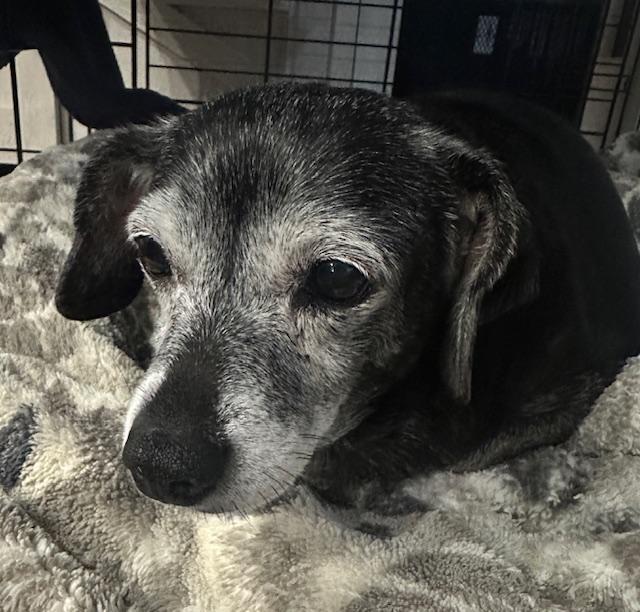 Enlarge Jasmine  -  Las Vegas, a Adoptable mixed breed in Los Angeles, CA image 3/3