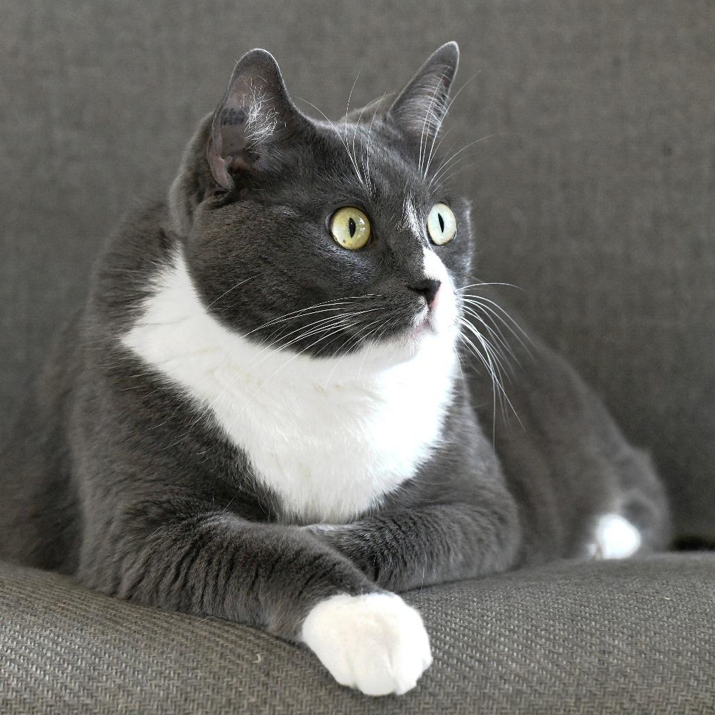 Teetee, Adoptable, Senior Female Domestic Short Hair.