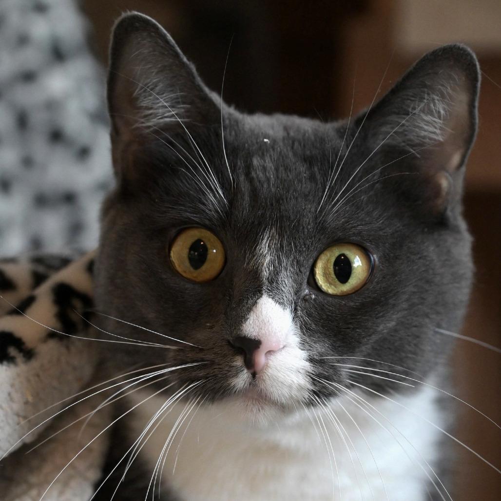 Enlarge Teetee, a Adoptable Domestic Short Hair in Chilliwack, BC image 2/6