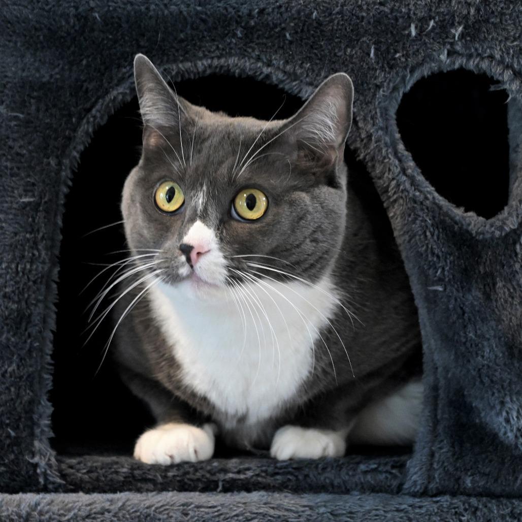 Enlarge Teetee, a Adoptable Domestic Short Hair in Chilliwack, BC image 3/6