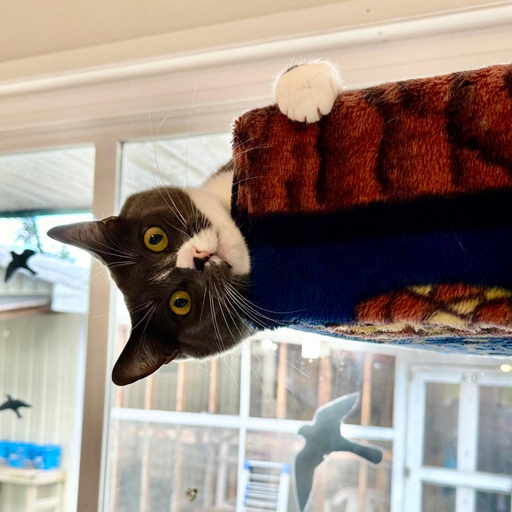 Enlarge Teetee, a Adoptable Domestic Short Hair in Chilliwack, BC image 4/6