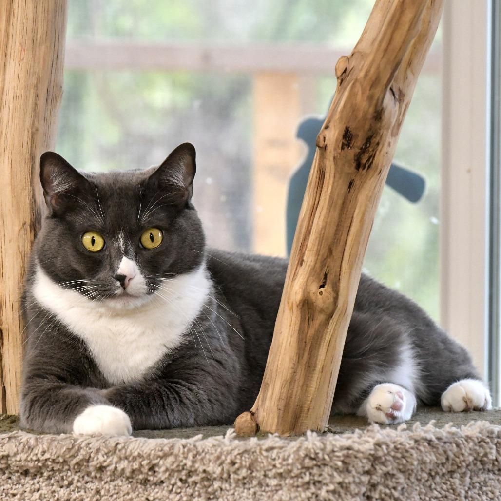 Enlarge Teetee, a Adoptable Domestic Short Hair in Chilliwack, BC image 5/6