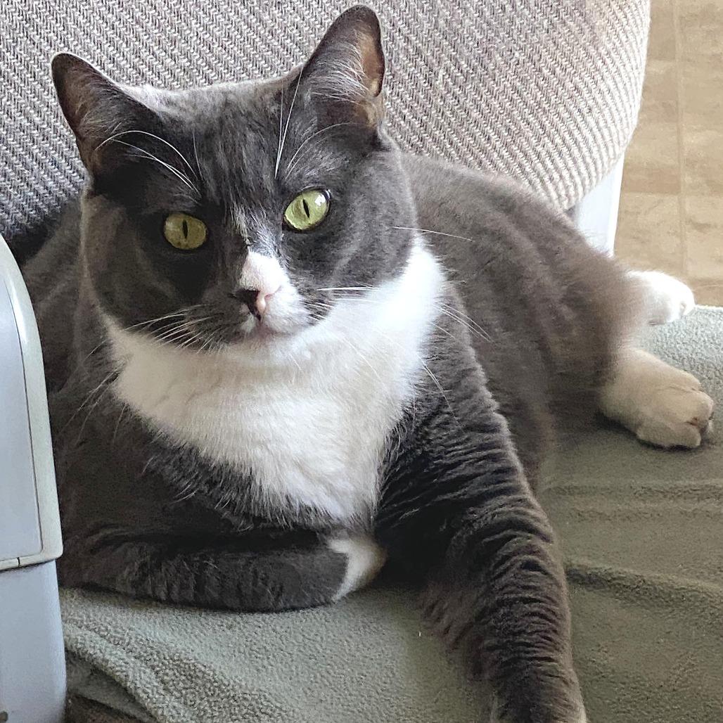 Enlarge Teetee, a Adoptable Domestic Short Hair in Chilliwack, BC image 6/6
