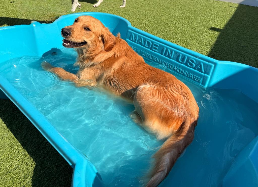 Enlarge Shotzi, a Adopted Golden Retriever in Little Rock, AR image 1/5