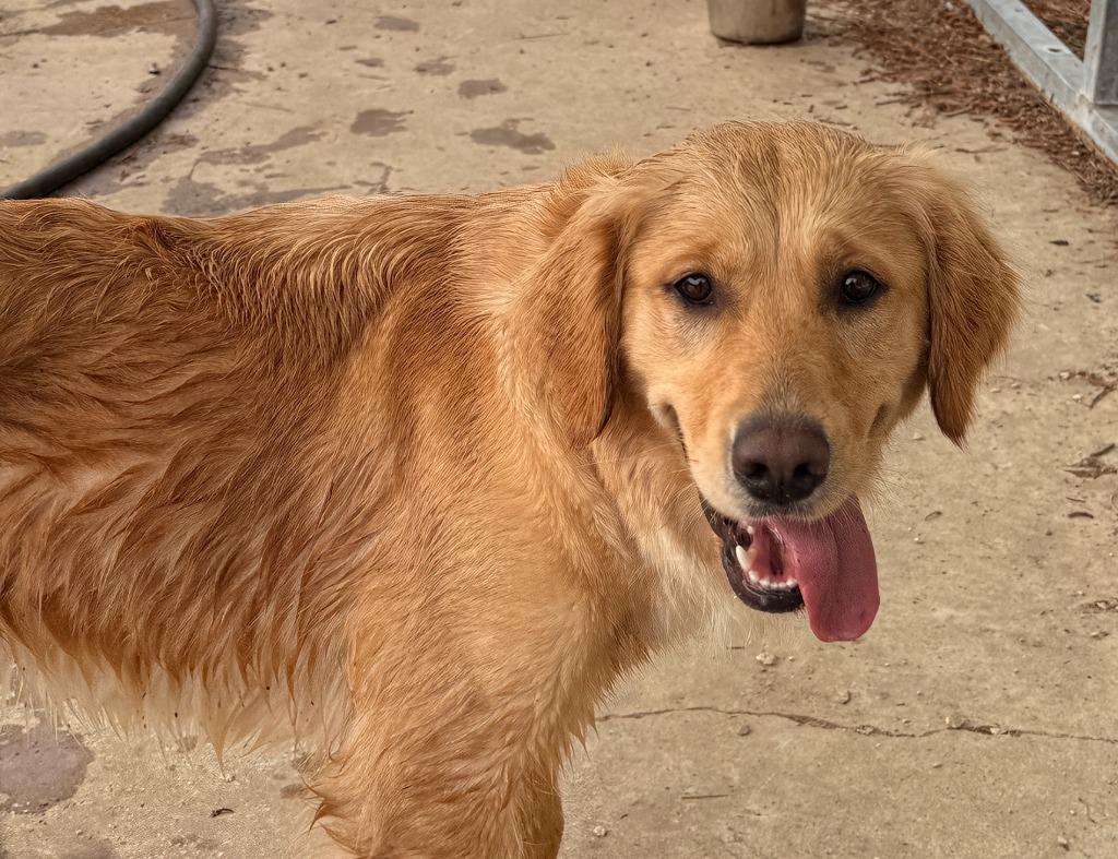 Enlarge Shotzi, a Adopted Golden Retriever in Little Rock, AR image 2/5