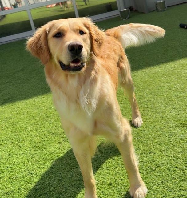 Enlarge Shotzi, a Adopted Golden Retriever in Little Rock, AR image 3/5