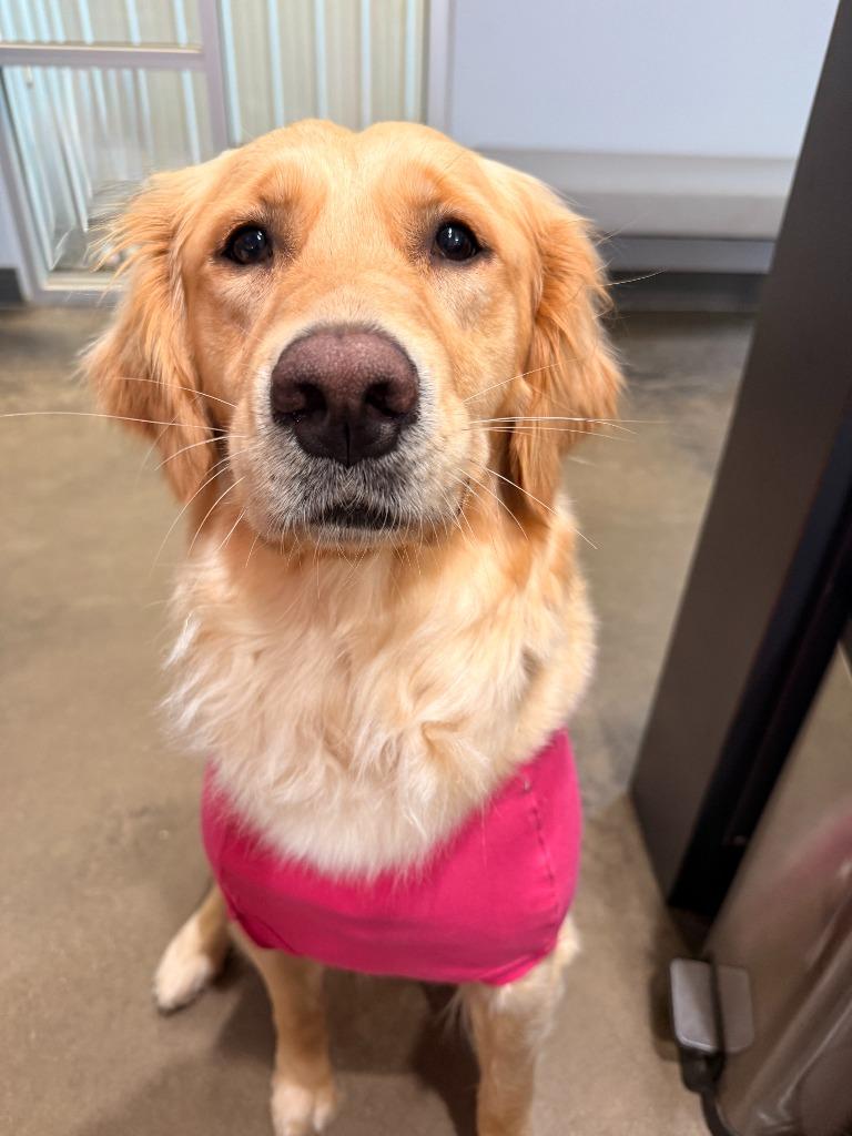 Enlarge Shotzi, a Adopted Golden Retriever in Little Rock, AR image 5/5