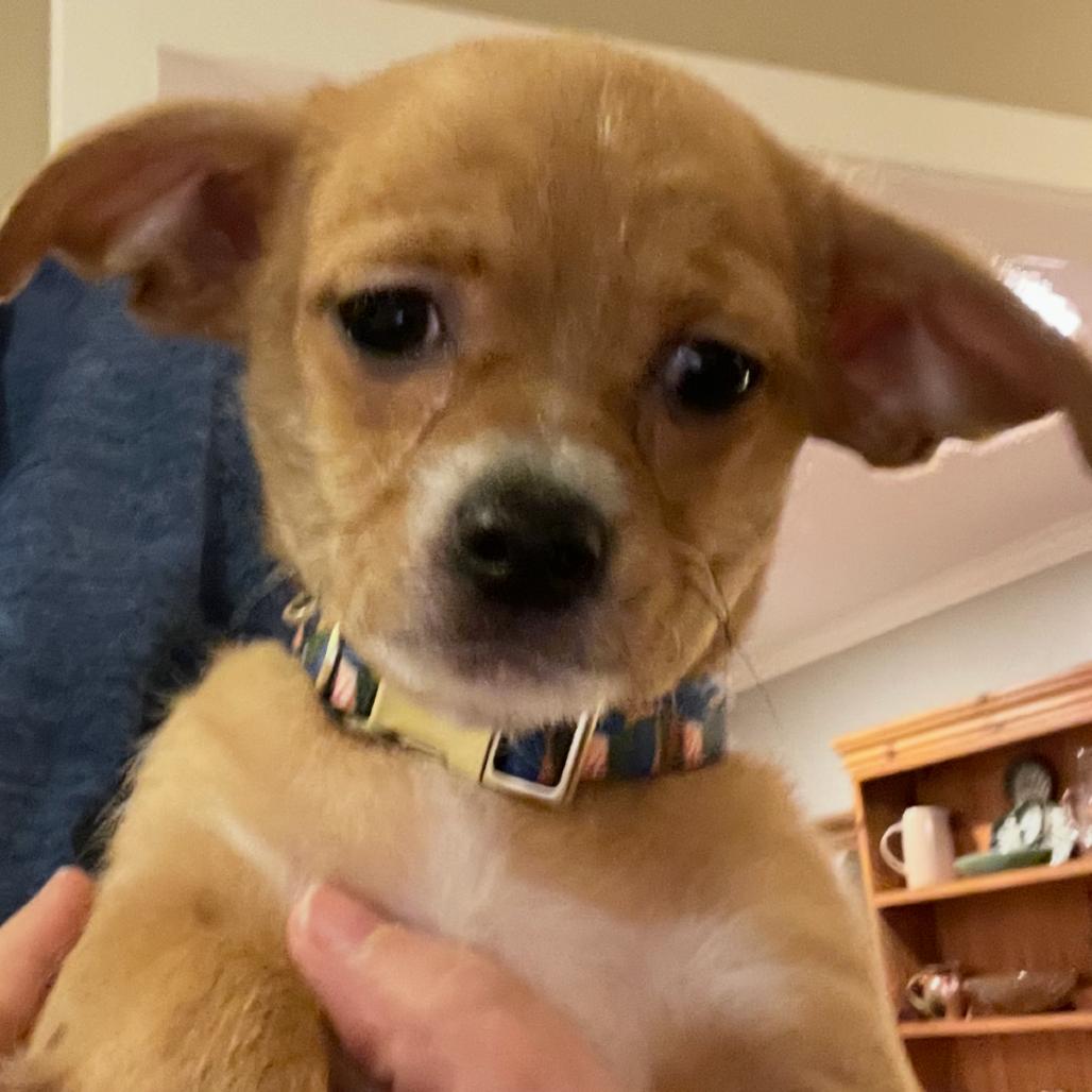 Enlarge Barney, a Adoptable Chihuahua in Austell, GA image 1/4
