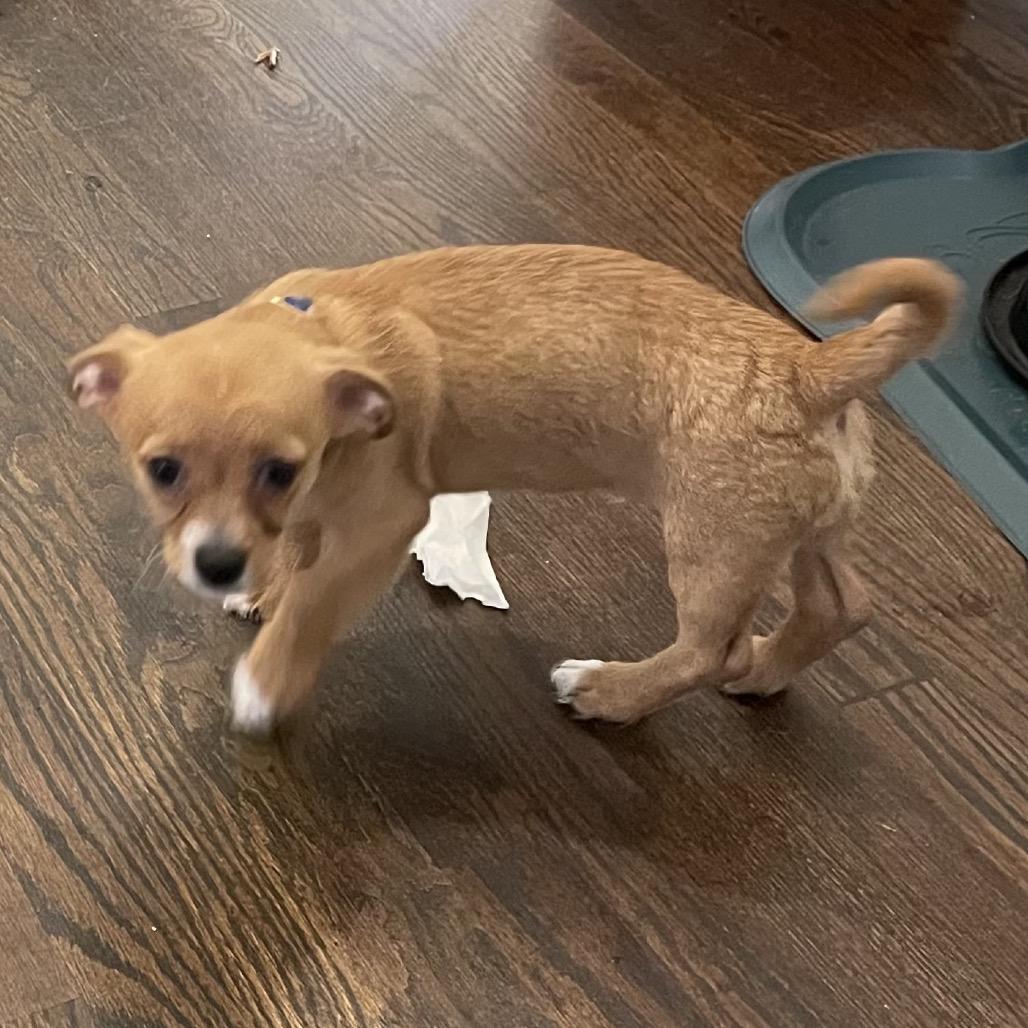 Enlarge Barney, a Adoptable Chihuahua in Austell, GA image 2/4