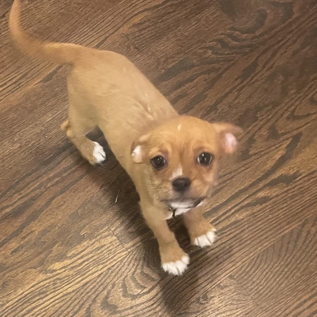 Enlarge Barney, a Adoptable Chihuahua in Austell, GA image 3/4
