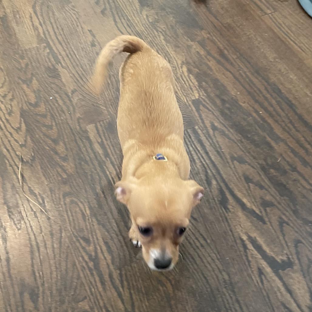 Enlarge Barney, a Adoptable Chihuahua in Austell, GA image 4/4