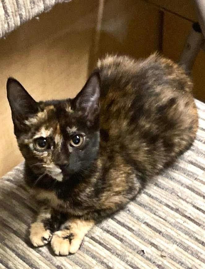 Enlarge Amber, a ADOPTABLE Tortoiseshell in Yuba City, CA image 1/1