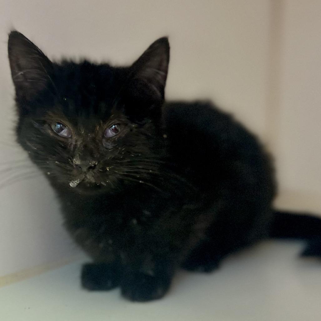 Drew Lou Who, Adoptable, Kitten Female Domestic Short Hair.