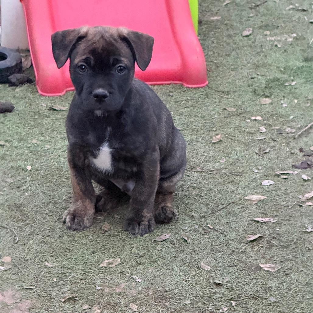 Denali, Adoptable, Puppy Male French Bulldog & Mixed Breed.