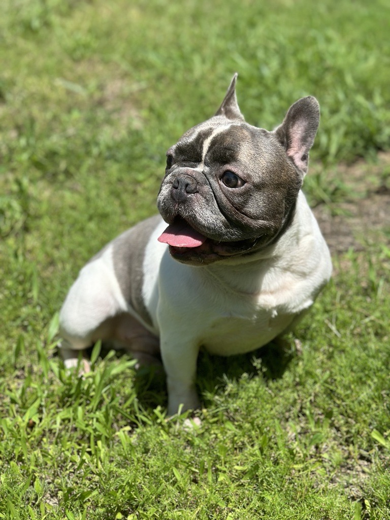 Enlarge Odin, a Adopted French Bulldog in Garland, TX image 1/4