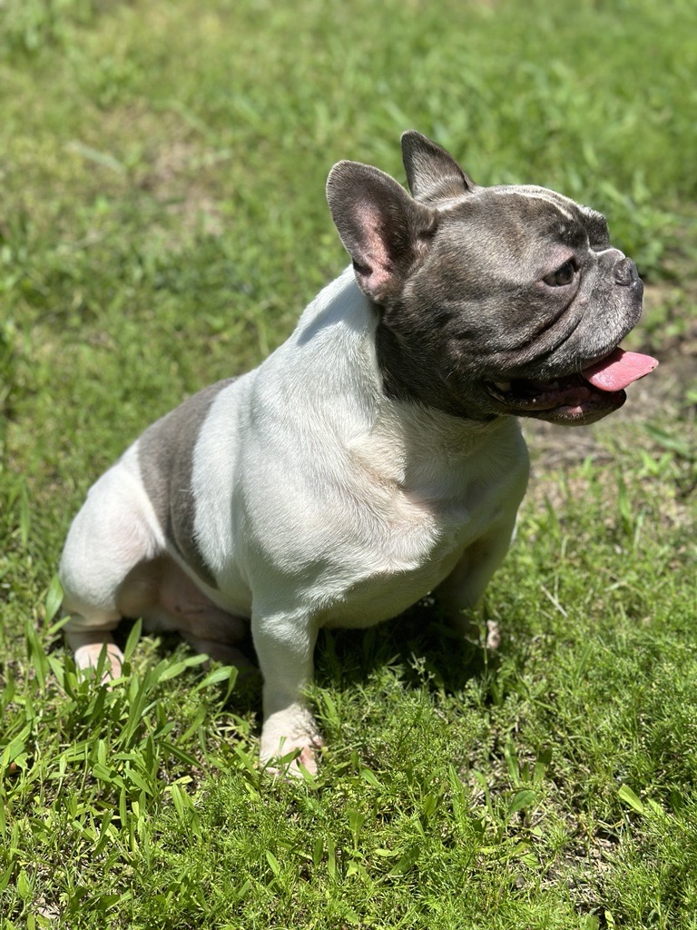 Enlarge Odin, a Adopted French Bulldog in Garland, TX image 2/4
