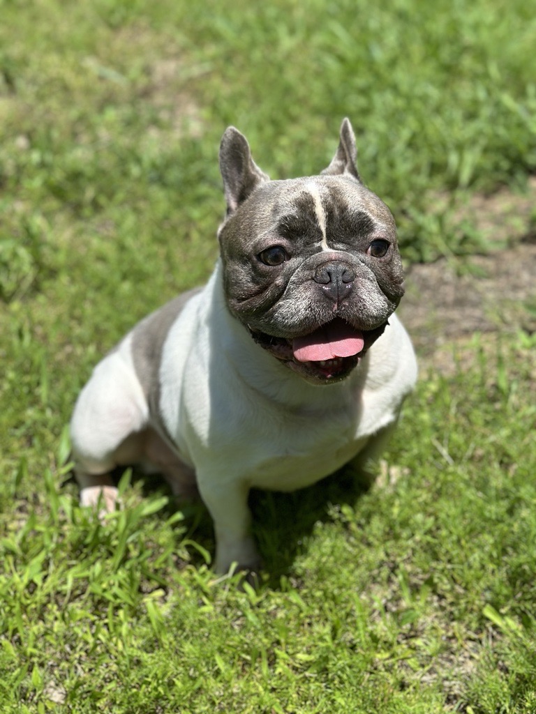 Enlarge Odin, a Adopted French Bulldog in Garland, TX image 3/4