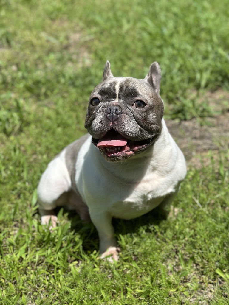 Enlarge Odin, a Adopted French Bulldog in Garland, TX image 4/4