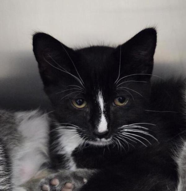 Bryce, Adoptable, Kitten Male Domestic Short Hair.