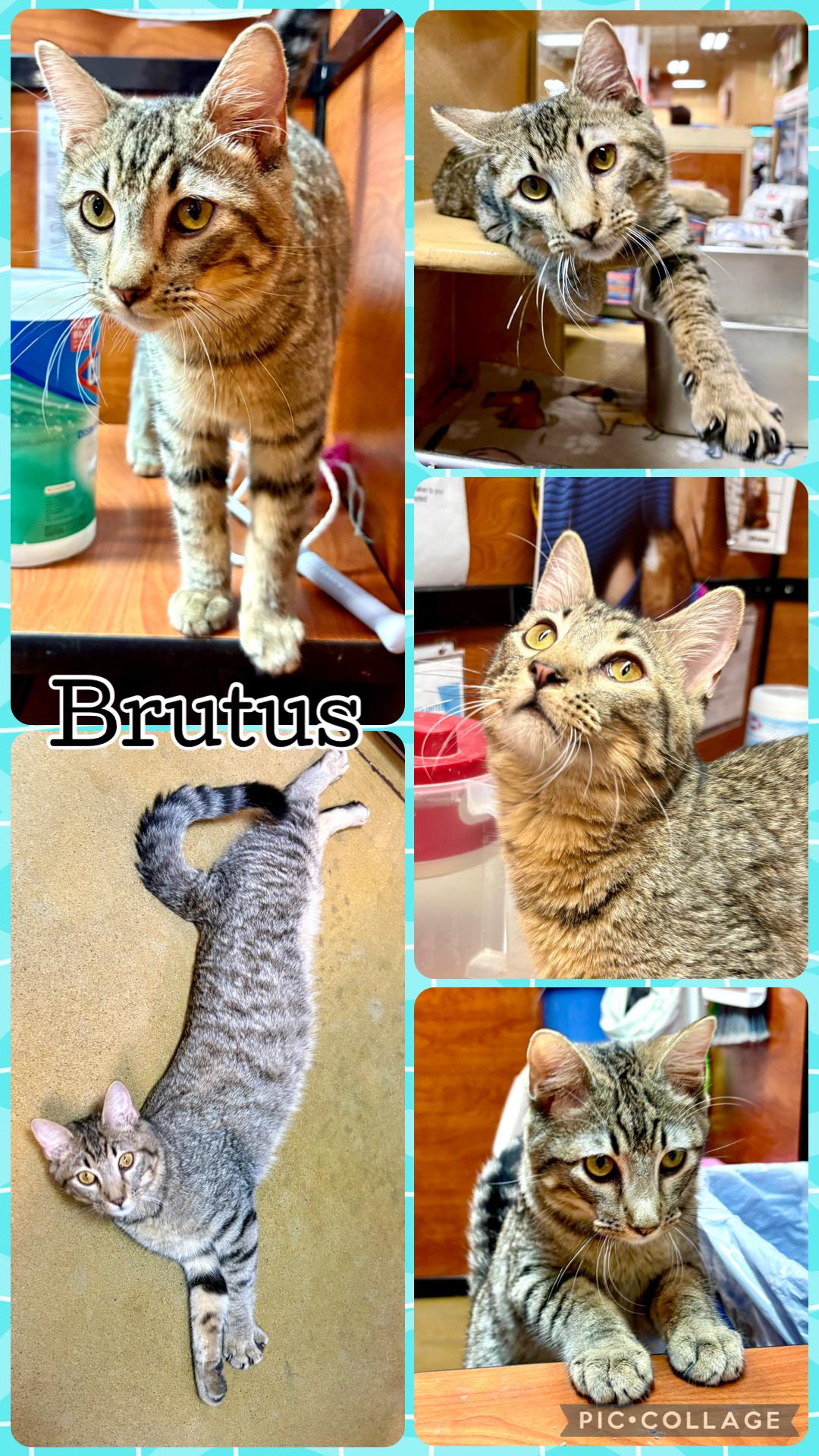 Enlarge BRUTUS, a ADOPTABLE Tabby in Lawton, OK image 1/1