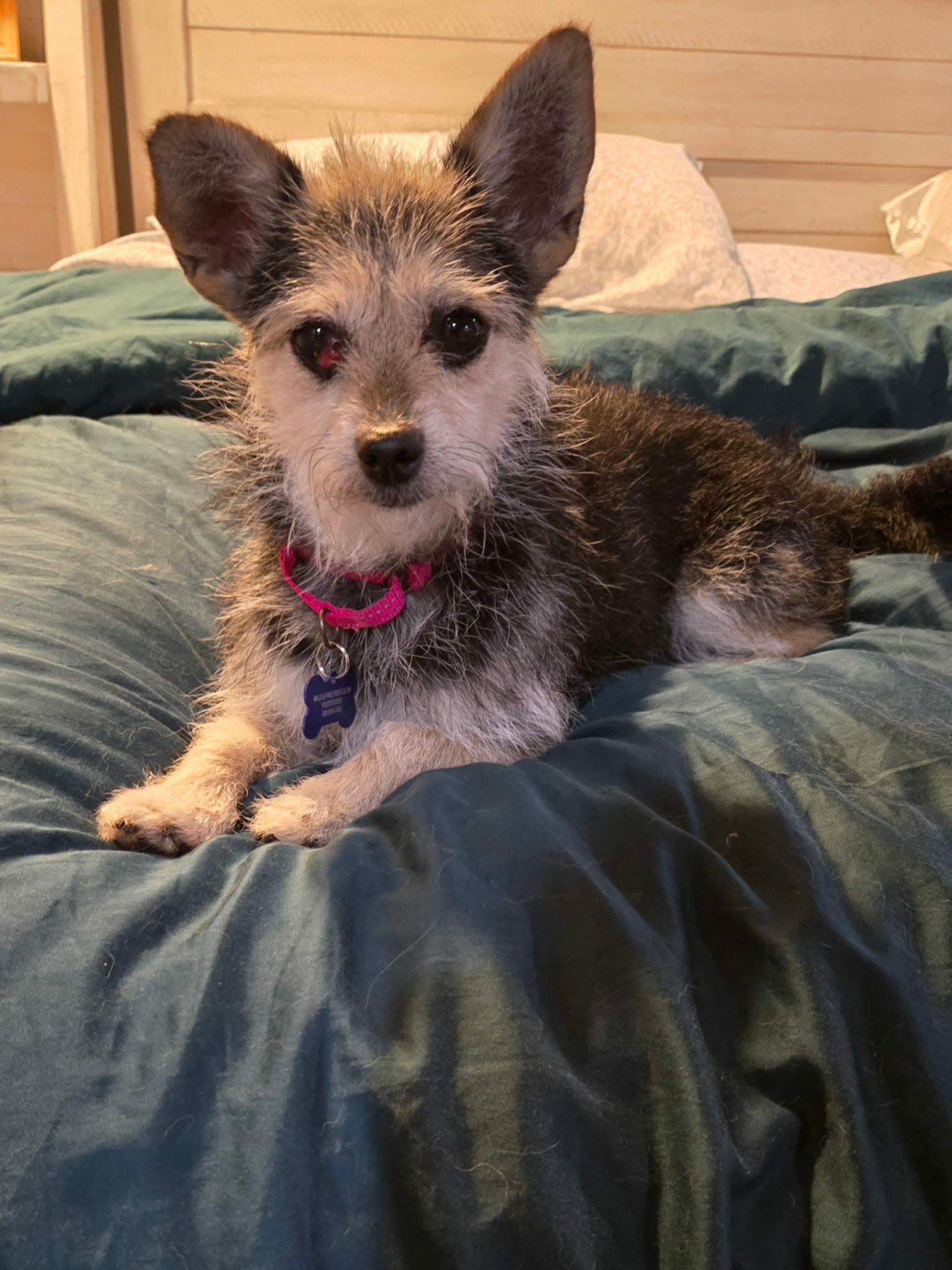 Enlarge Tilly, an adopted mixed breed in De Pere, WI image 1/5