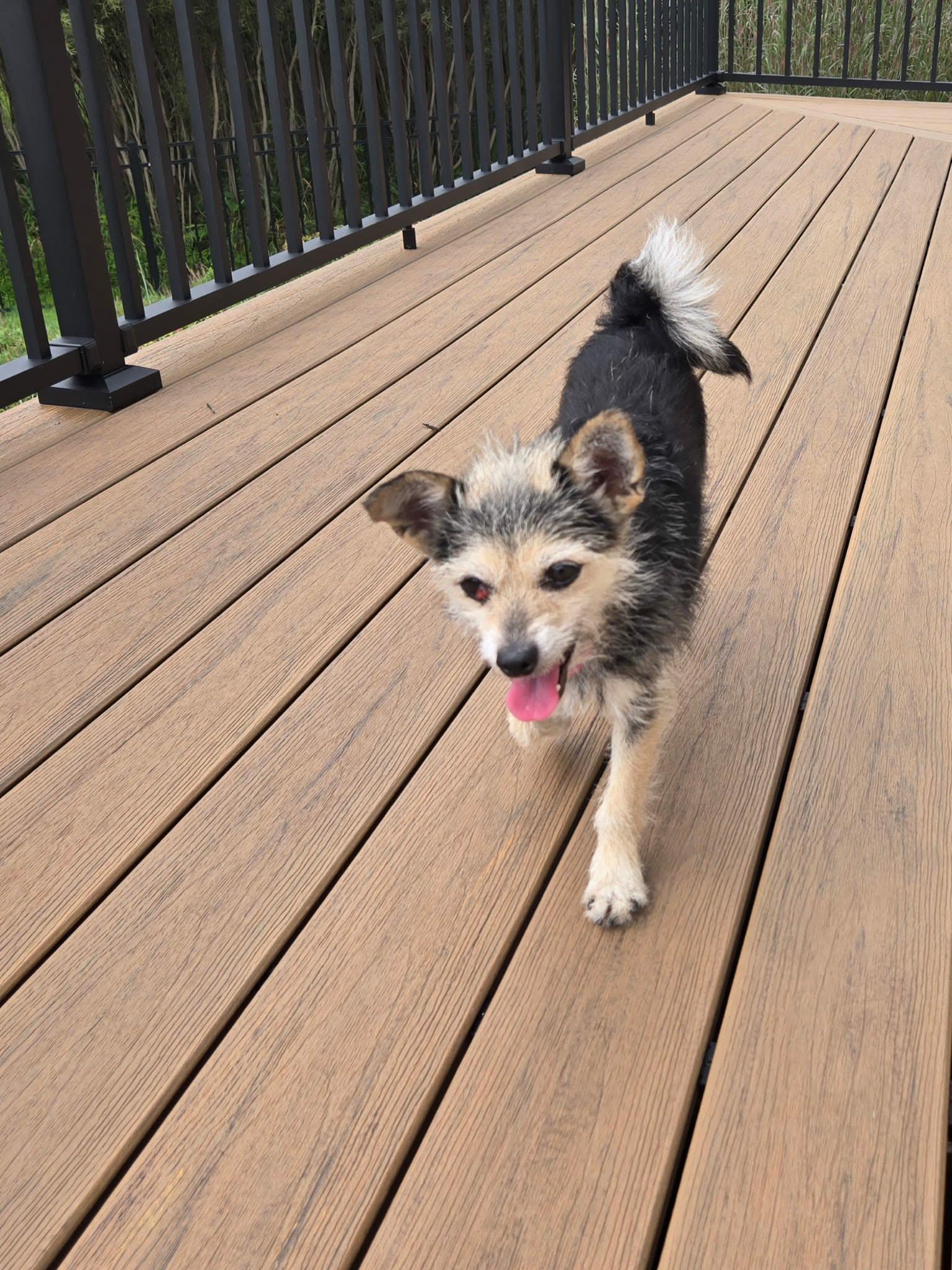 Enlarge Tilly, an adopted mixed breed in De Pere, WI image 3/5