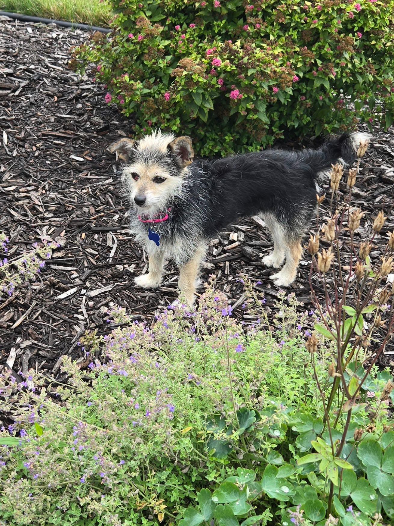 Enlarge Tilly, an adopted mixed breed in De Pere, WI image 5/5