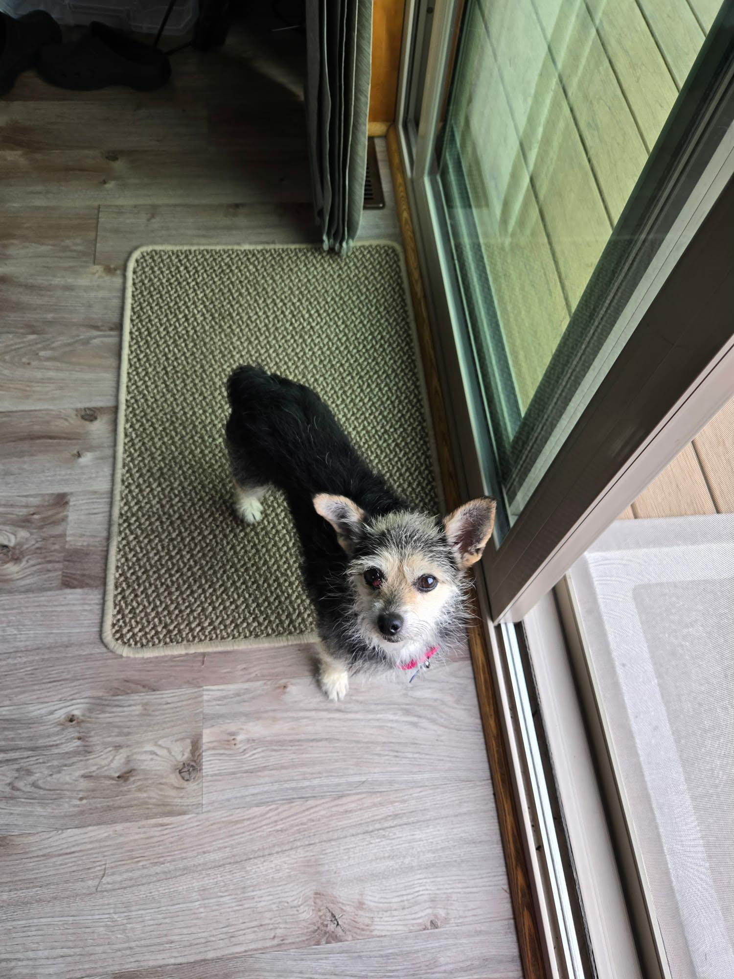 Enlarge Tilly, an adopted mixed breed in De Pere, WI image 4/5