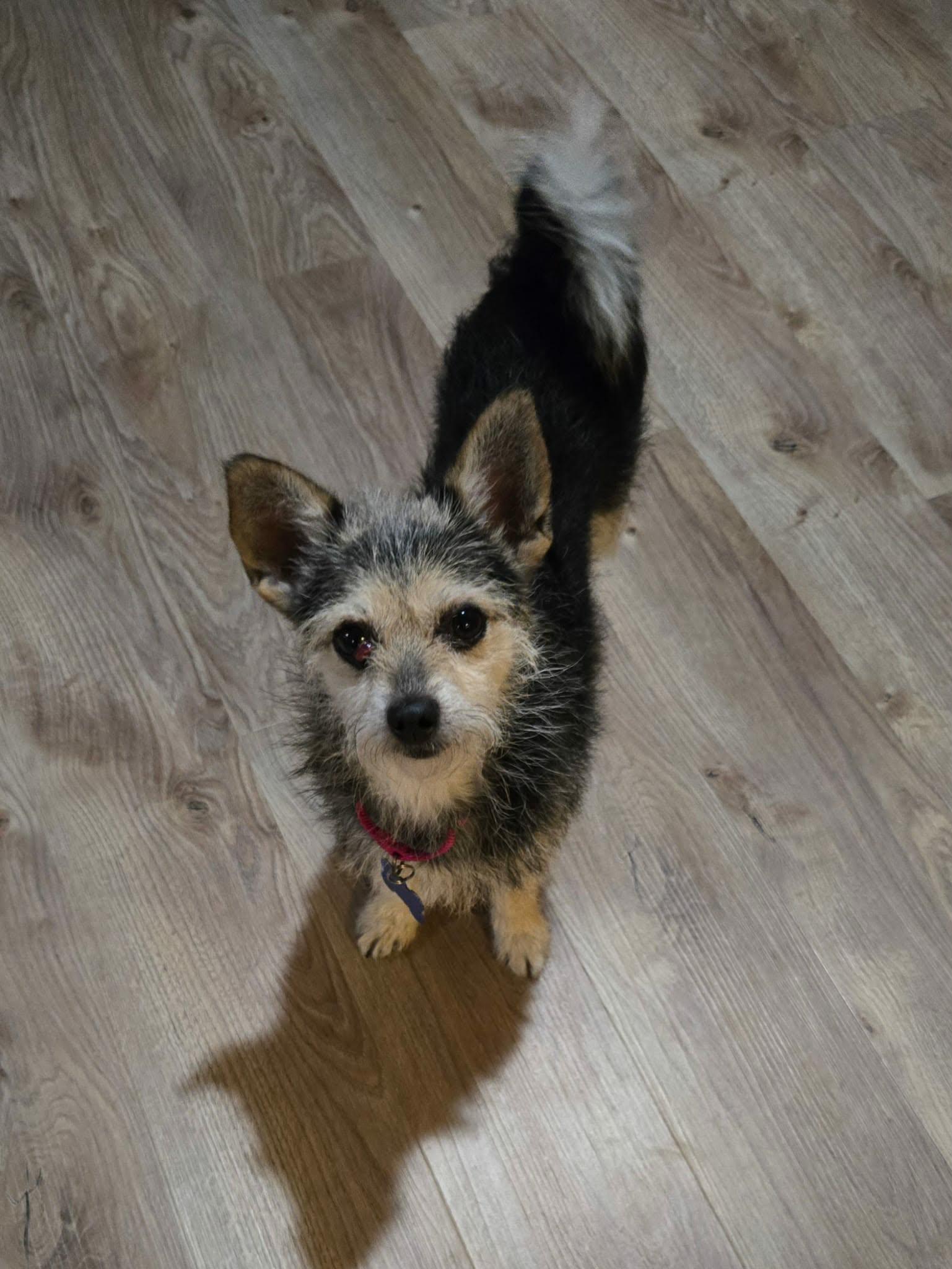 Enlarge Tilly, an adopted mixed breed in De Pere, WI image 2/5