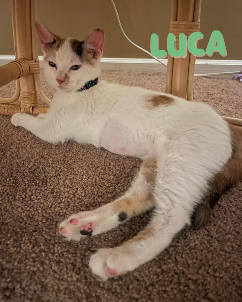 Lucca, Adoptable, Kitten Female Domestic Short Hair.