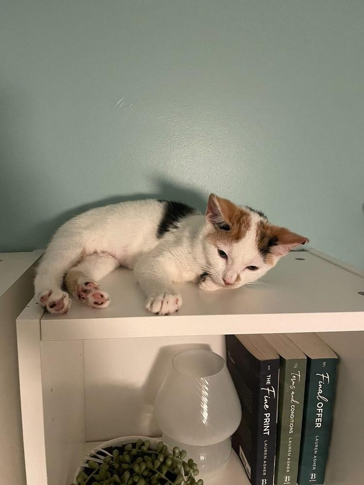 Enlarge Lucca, a Adoptable Domestic Short Hair in Skippack, PA image 2/5