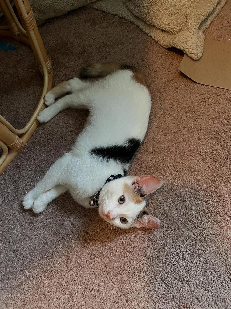 Enlarge Lucca, a Adoptable Domestic Short Hair in Skippack, PA image 4/5