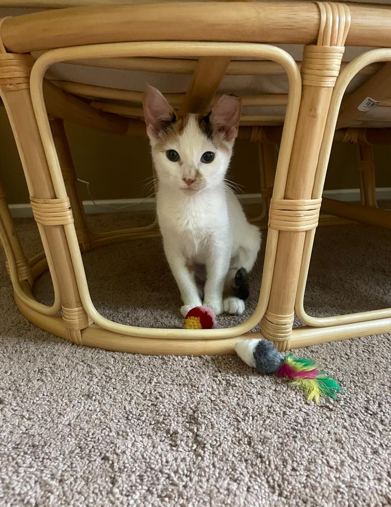 Enlarge Lucca, a Adoptable Domestic Short Hair in Skippack, PA image 5/5