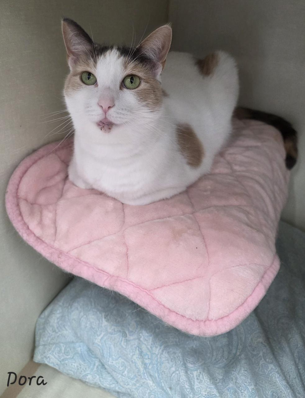 Enlarge Dora, a ADOPTABLE Domestic Short Hair in Key Largo, FL image 1/4