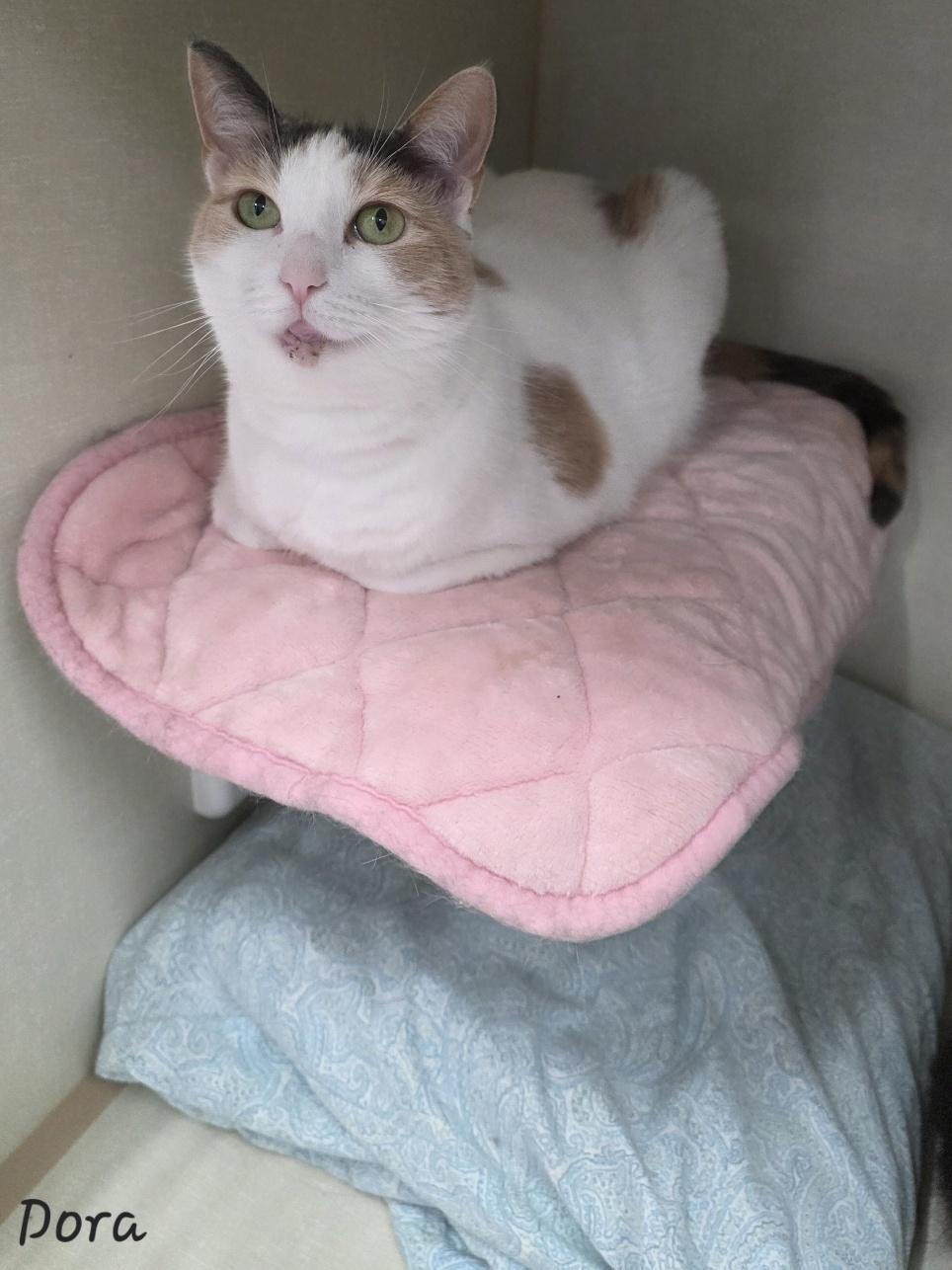 Enlarge Dora, a ADOPTABLE Domestic Short Hair in Key Largo, FL image 2/4