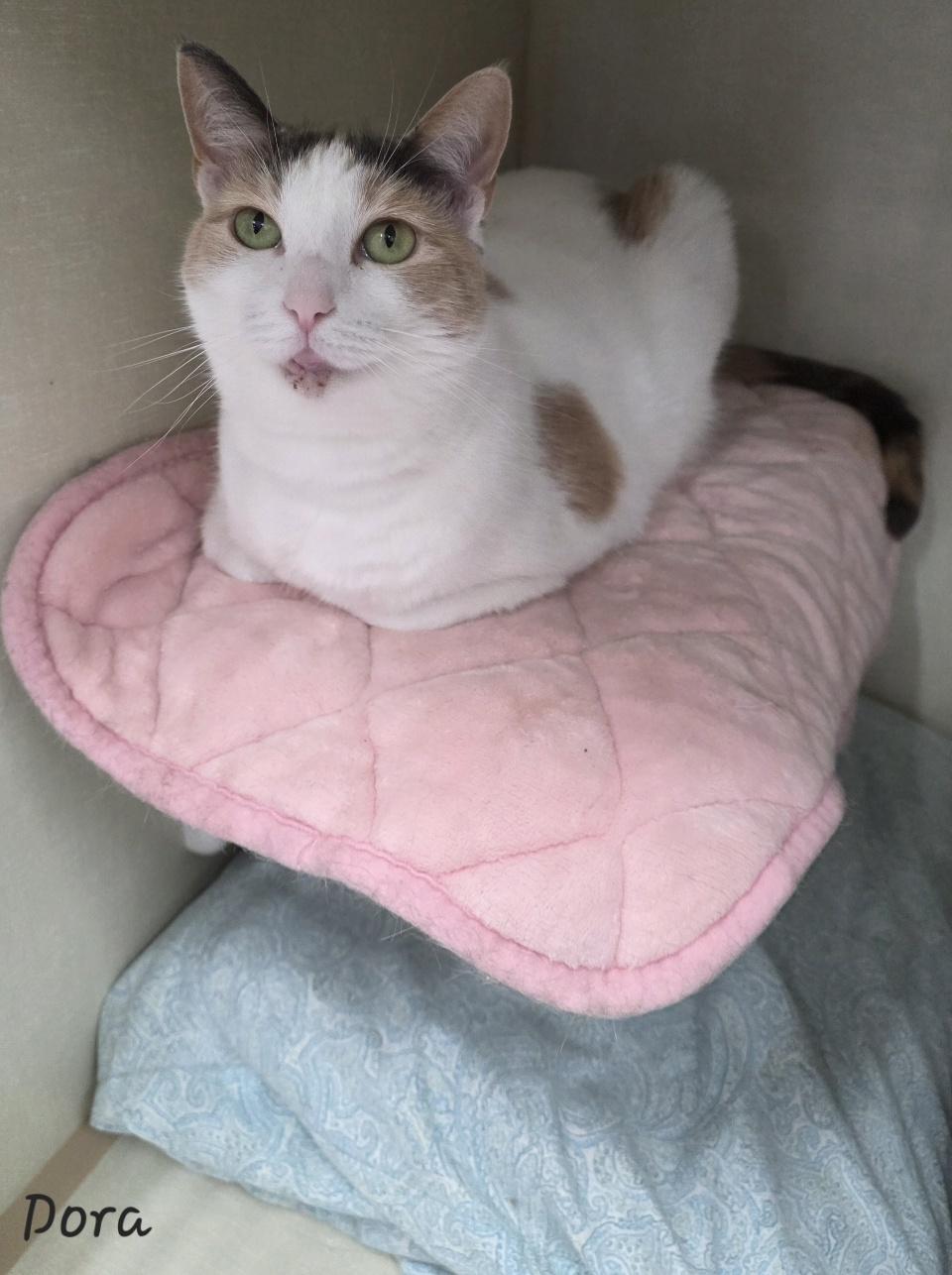 Enlarge Dora, a ADOPTABLE Domestic Short Hair in Key Largo, FL image 4/4